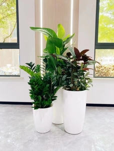 专业植物出租在江北，满足多样绿植需求